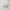Amore Coin Pouch (Pre-Order)