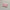Pink Gingham Coin Pouch (Pre-Order)