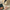 Small Vintage Rose Makeup Bag (Pre-Order)