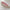 Small Rose Pencil Pouch (Pre-Order)