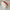 Small Rose Makeup Bag (Pre-Order)