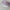 Sweet Lilac Coin Pouch (Pre-Order)